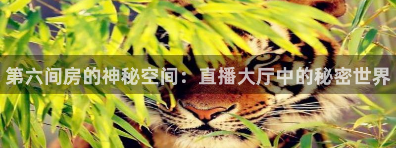 广东体育360在线直播：第六间房的神秘空间：直播大厅中的秘密世界